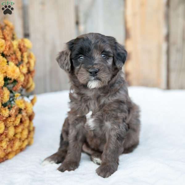 Pumpkin, Mini Goldendoodle Puppy